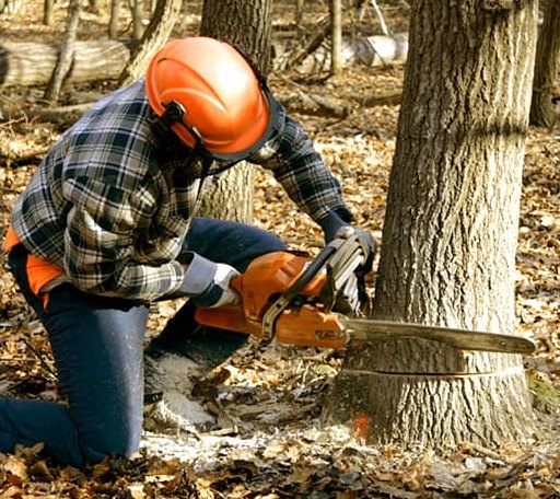 Tree Removal in East Freetown, MA